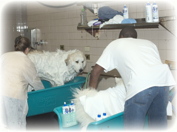 Dog bathing