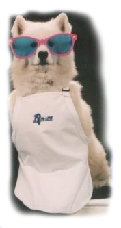 Steaker, the Samoyed