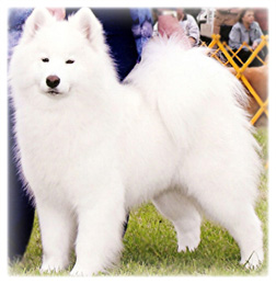 'Visa', the champion Samoyed